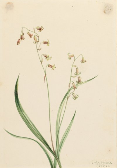 Brązowe dzwonki (Stenanthium occidentale) autorstwa Mary Vaux Walcott