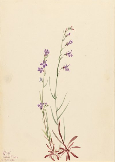 Lobelia strumieniowa (Lobelia kalmii) autorstwa Mary Vaux Walcott