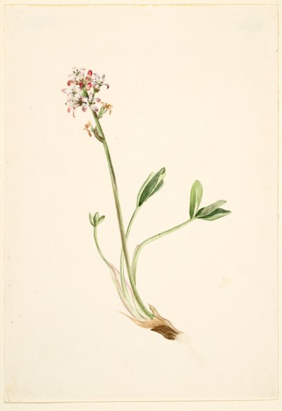 Fasola szparagowa (Menyanthes trifoliata) autorstwa Mary Vaux Walcott