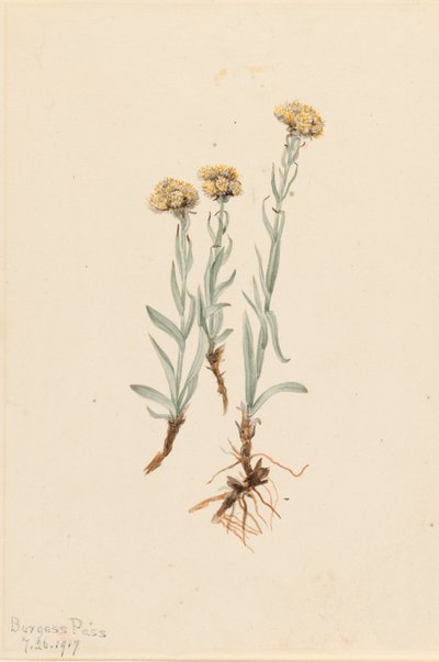 Buff Pussytoes Antennaria luzuloides, 1917. autorstwa Mary Vaux Walcott