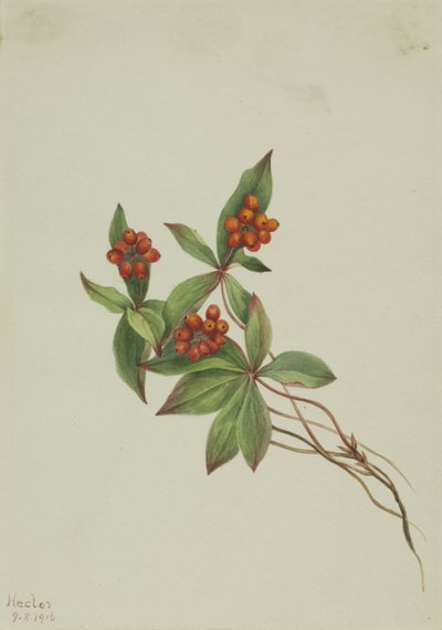 Kanadyjski róg buchberry, 1916. autorstwa Mary Vaux Walcott