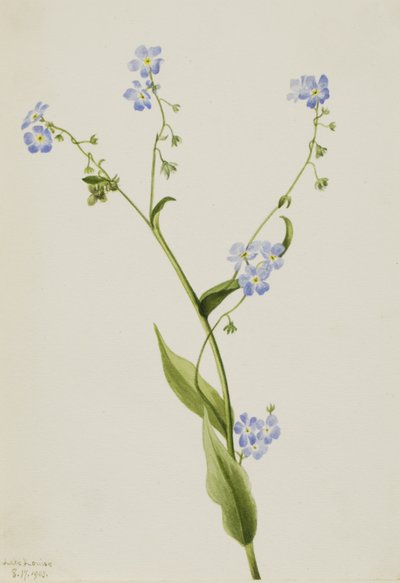 Bur-forget-me-not Lappula diffusa, 1903. autorstwa Mary Vaux Walcott