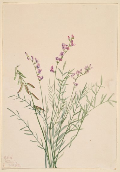 Traganek burgundzki (Astragalus bourgovii) autorstwa Mary Vaux Walcott