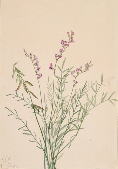 Burgess Milkvetch Astragalus bourgovii, 1922. autorstwa Mary Vaux Walcott