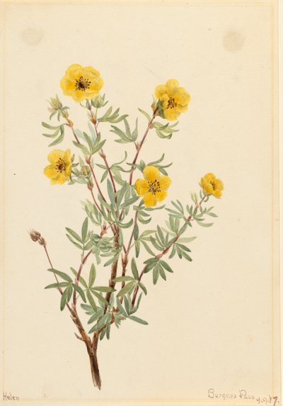 Pięciornik krzewiasty Potentilla fruticosa, 1917. autorstwa Mary Vaux Walcott