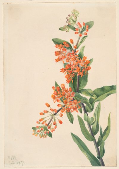 Chwast motylkowy (Ascelpias tuberosa) autorstwa Mary Vaux Walcott