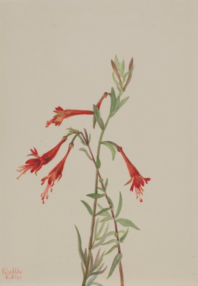 California Fuschia Zauschneria californica, 1936. autorstwa Mary Vaux Walcott