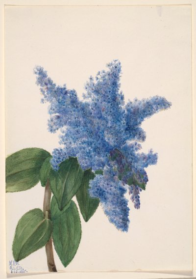 Lilak kalifornijski (Ceanothus thyrsiflorus) autorstwa Mary Vaux Walcott
