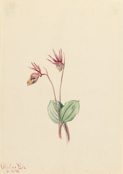 Calypso (Cytherea bulbosa) autorstwa Mary Vaux Walcott