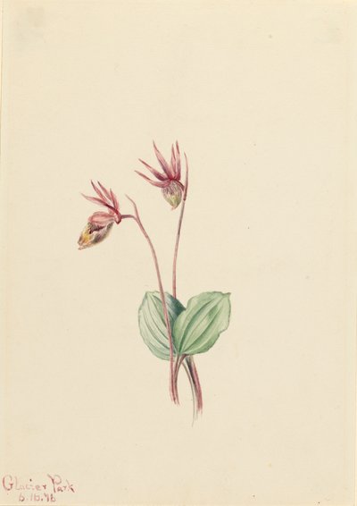 Calypso Cytherea bulbosa, 1916. autorstwa Mary Vaux Walcott