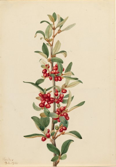 Lepargyrea kanadyjska (Lepargyrea canadensis) autorstwa Mary Vaux Walcott