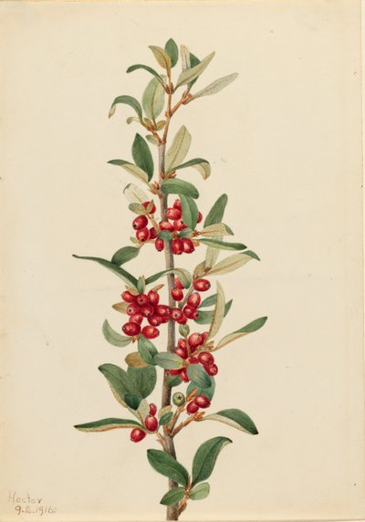 Kanada Buffaloberry Lepargyrea canadensis, 1916. autorstwa Mary Vaux Walcott