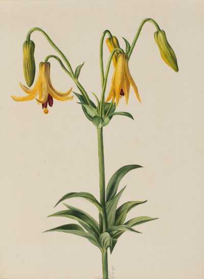 Lilia kanadyjska (Lilium canadense) autorstwa Mary Vaux Walcott