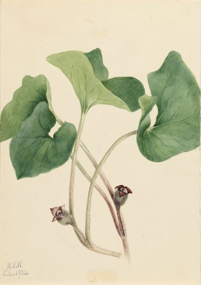 Kanada Wild Imbir Asarum canadense, 1920. autorstwa Mary Vaux Walcott
