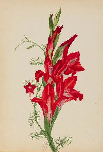 Cannas i Cypress Vine Gatunki Canna i Ipomoea quamoclit, 1877. autorstwa Mary Vaux Walcott