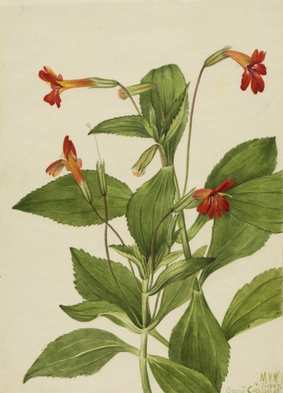 Mimulus kardynalski (Mimulus cardinalis) autorstwa Mary Vaux Walcott