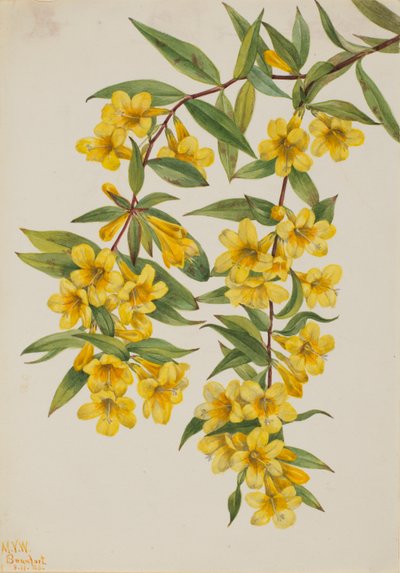 Jeżówka karolińska (Gelsemium sempervirens) autorstwa Mary Vaux Walcott