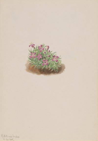 Dywan Różowy Silene acaulis, 1905. autorstwa Mary Vaux Walcott