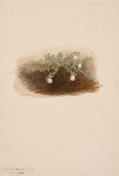 Chiogenes hispidula, 1904. autorstwa Mary Vaux Walcott
