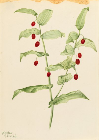 Streptopus amplexifolius (Streptopus amplexifolius) autorstwa Mary Vaux Walcott