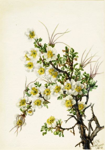 Cliffrose Cowania stansburiana, 1934. autorstwa Mary Vaux Walcott