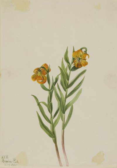 Lilia kolumbijska (Lilium columbianum) autorstwa Mary Vaux Walcott
