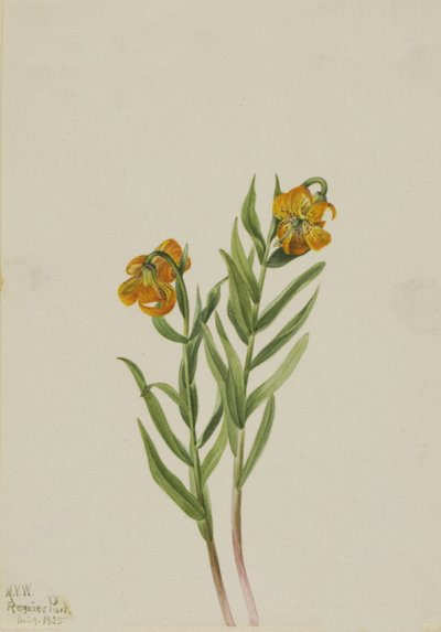 Lilia kolumbijska Lilia kolumbijska, 1925. autorstwa Mary Vaux Walcott