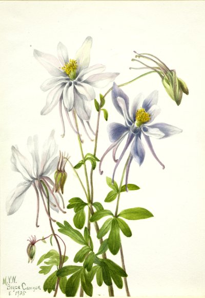 Orlik pospolity (Aquilegia ecalcarata) autorstwa Mary Vaux Walcott