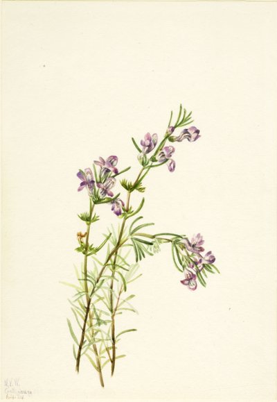 Conradina verticillata, 1934. autorstwa Mary Vaux Walcott