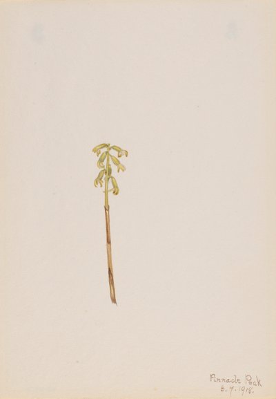 Corathorhiza corallorhiza autorstwa Mary Vaux Walcott