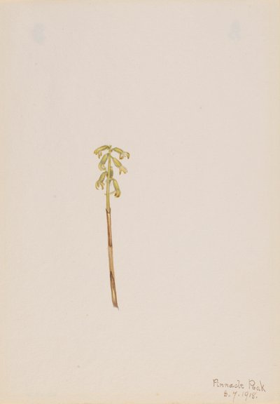 Corathorhiza corallorhiza, 1918. autorstwa Mary Vaux Walcott