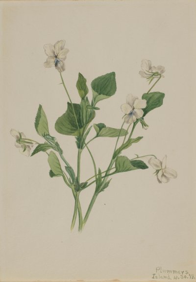 Fiołek kremowy (Viola striata) autorstwa Mary Vaux Walcott