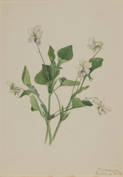 Fiolet fiołek prążkowany kremowy, 1918. autorstwa Mary Vaux Walcott