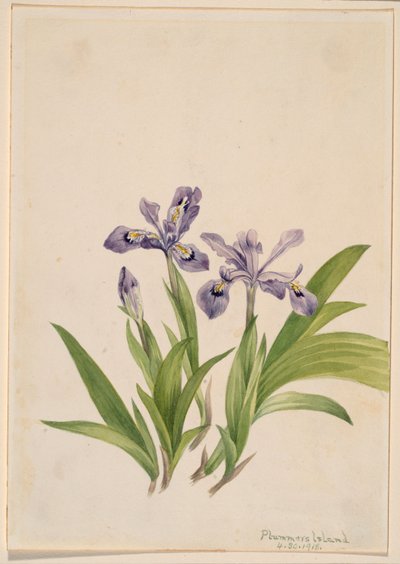 Irys grzebieniasty (Iris cristata) autorstwa Mary Vaux Walcott