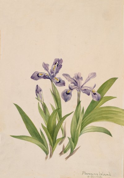 Czubata Iris Iris cristata, 1918. autorstwa Mary Vaux Walcott