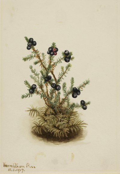 Czarna borówka, 1917. autorstwa Mary Vaux Walcott