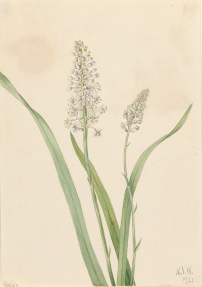 Trucizna dla wron (Chrosperma muscaetoxicum) autorstwa Mary Vaux Walcott