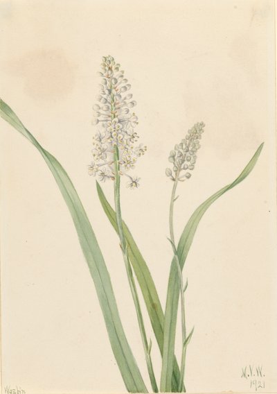 Crowpoison Chrosperma muscaetoxicum, 1921. autorstwa Mary Vaux Walcott