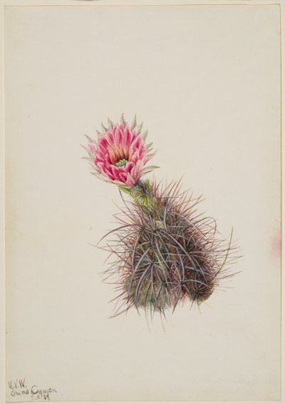 Kaktus ogórkowy, 1939. autorstwa Mary Vaux Walcott