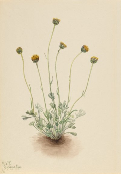 Flaszowiec pospolity (Erigeron compositus nudus) autorstwa Mary Vaux Walcott
