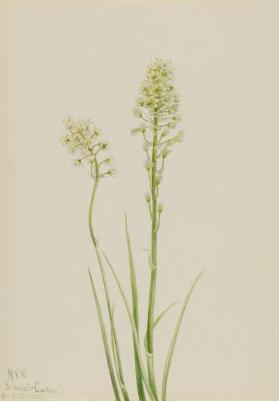 Rumianek śmierci (Zygadenus venenosus) autorstwa Mary Vaux Walcott