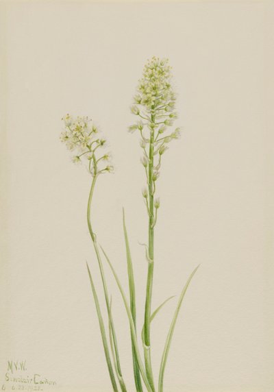 Kamery śmierci Zygadenus jadowity, 1923. autorstwa Mary Vaux Walcott