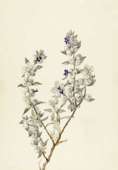 Szałwia z Doliny Śmierci (Salvia funerea) autorstwa Mary Vaux Walcott