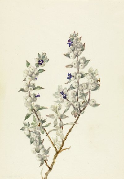 Szałwia z Doliny Śmierci Salvia funerea, ca. początek lat 30. XX wieku. autorstwa Mary Vaux Walcott