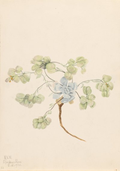 Pęcherznica podwójna (Physaria didymocarpa) autorstwa Mary Vaux Walcott