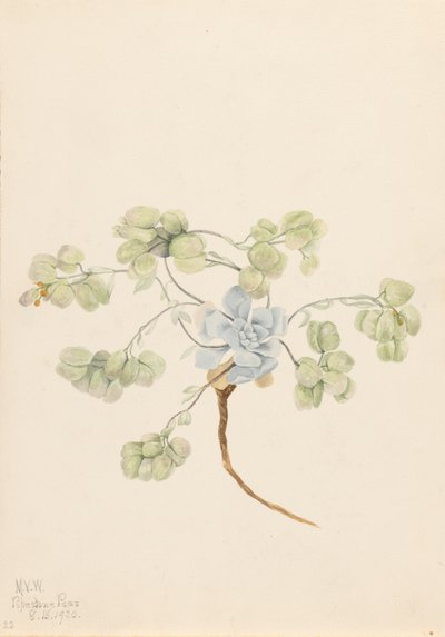 Physaria didymocarpa podwójnego pęcherza moczowego, 1920. autorstwa Mary Vaux Walcott