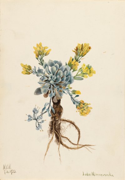 Podwójny Pęcherzyk Pęcherzykowy Physaria didymocarpa, 1920. autorstwa Mary Vaux Walcott