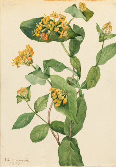 Wiciokrzew Douglasa (Lonicera glaucescens) autorstwa Mary Vaux Walcott