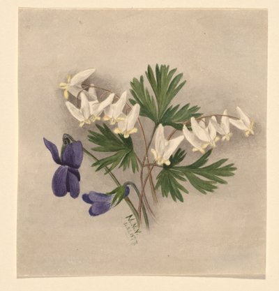 Bryczesy holenderskie (Bikukulla cucullaria) autorstwa Mary Vaux Walcott