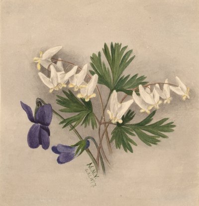 Bryczesy Holenderskie Bikullaria, autorstwa Mary Vaux Walcott